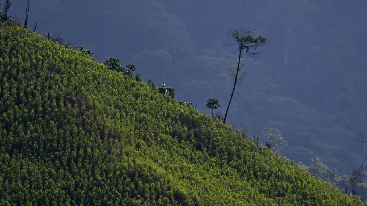 México y Bolivia se sumarán al pedido de Colombia ante la ONU para despenalizar la hoja de coca